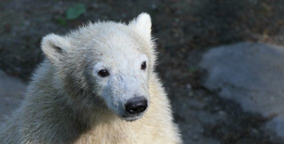 Rodinná vstupenka do Zoo Brno