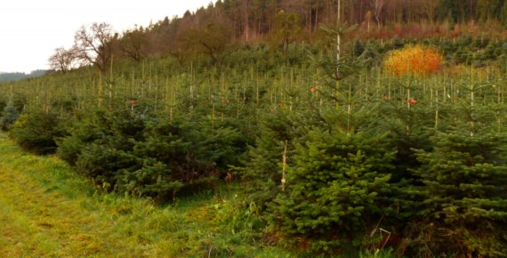 Čerstvý vánoční stromek přímo z plantáže dle Vašeho výběru