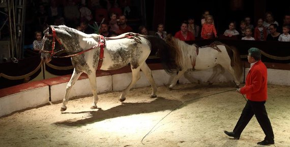 2 vstupenky za cenu 1 do cirkusu HUMBERTO v Třinci 15.5. - 19.5.2019