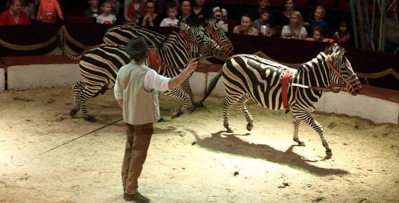 2 vstupenky za cenu 1 do cirkusu HUMBERTO v Třinci 15.5. - 19.5.2019