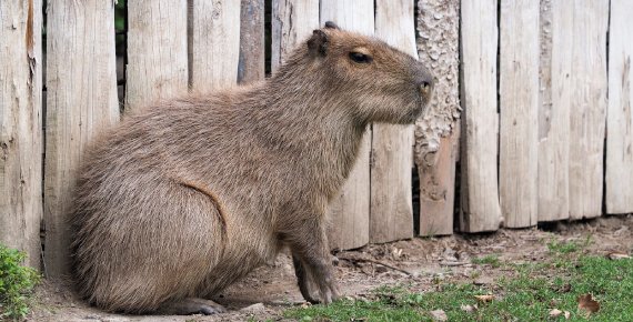 Vstupné do Zoo Jihlava