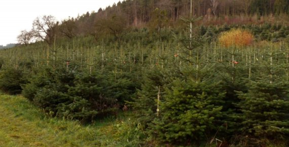 Čerstvý vánoční stromek - JEDLE KAVKAZSKÁ přímo z plantáže ve Stříteži n. Bečvou