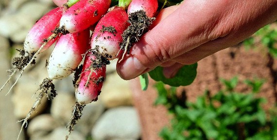 3kg bedýnka čerstvé zeleniny a ovoce jako z vlastní zahrádky